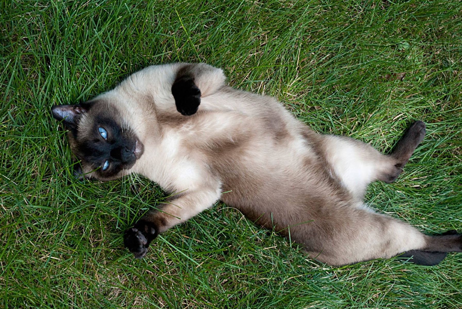 1siamesecat_grass56_kl