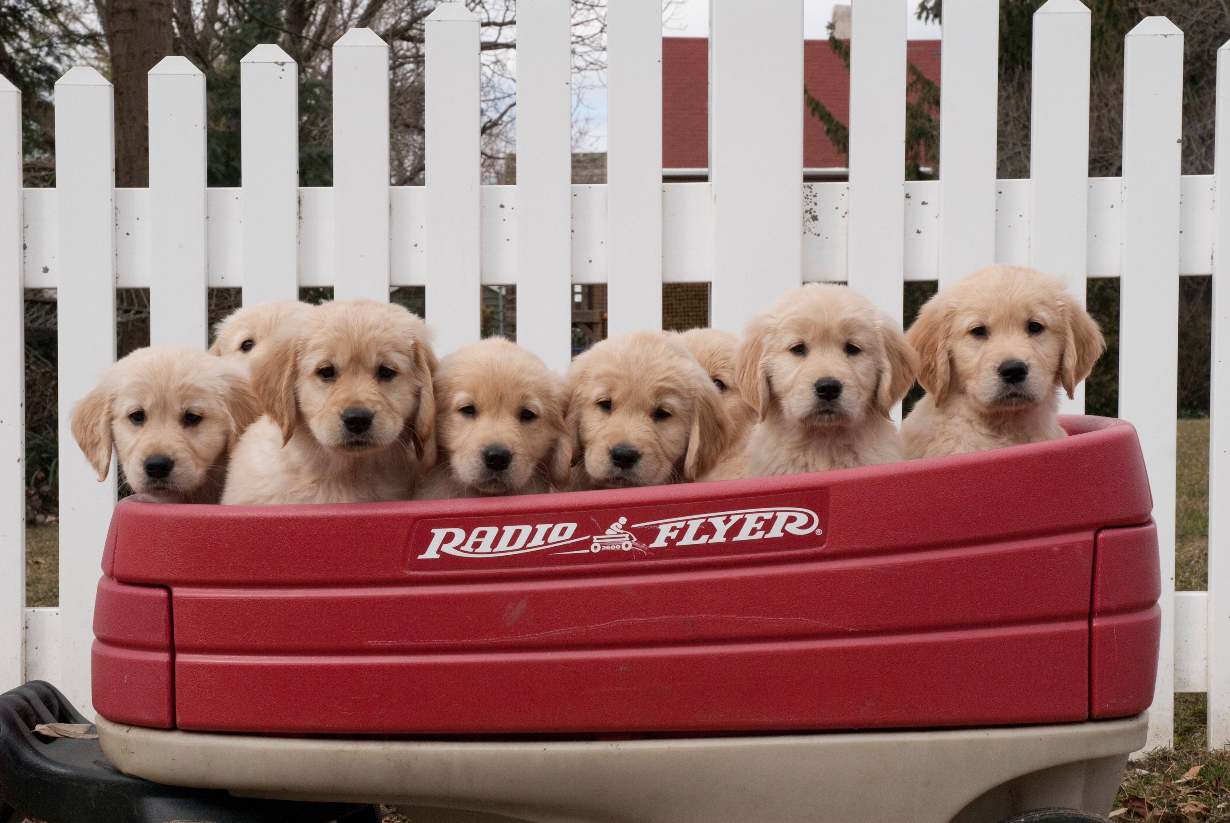 GoldenPuppies25_KL.jpg