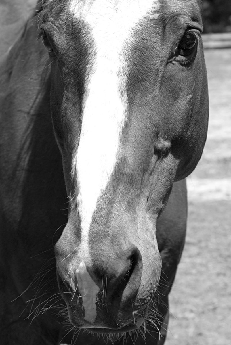 1horse_petey165_bw