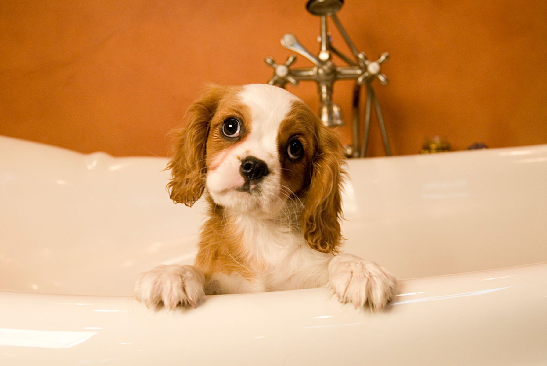 1kingcharlesspaniel9