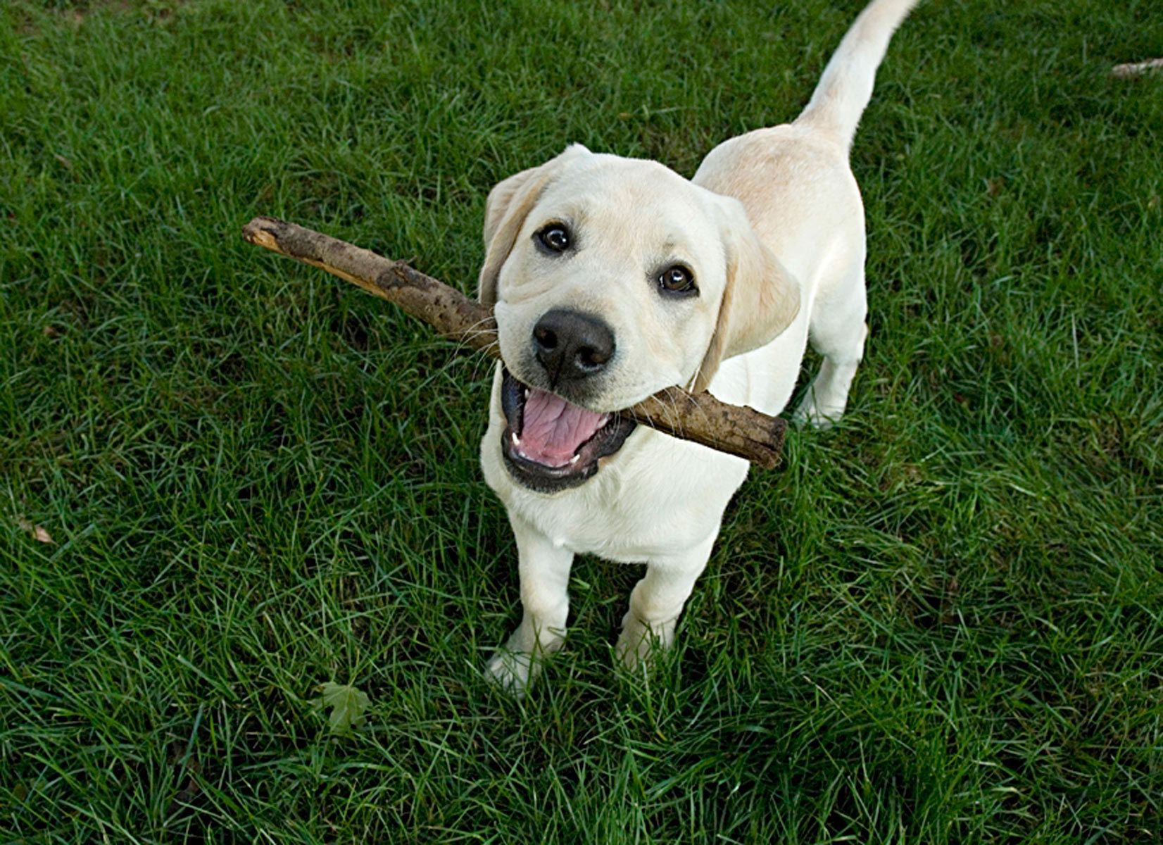 1yellowlabpuppy_stick34