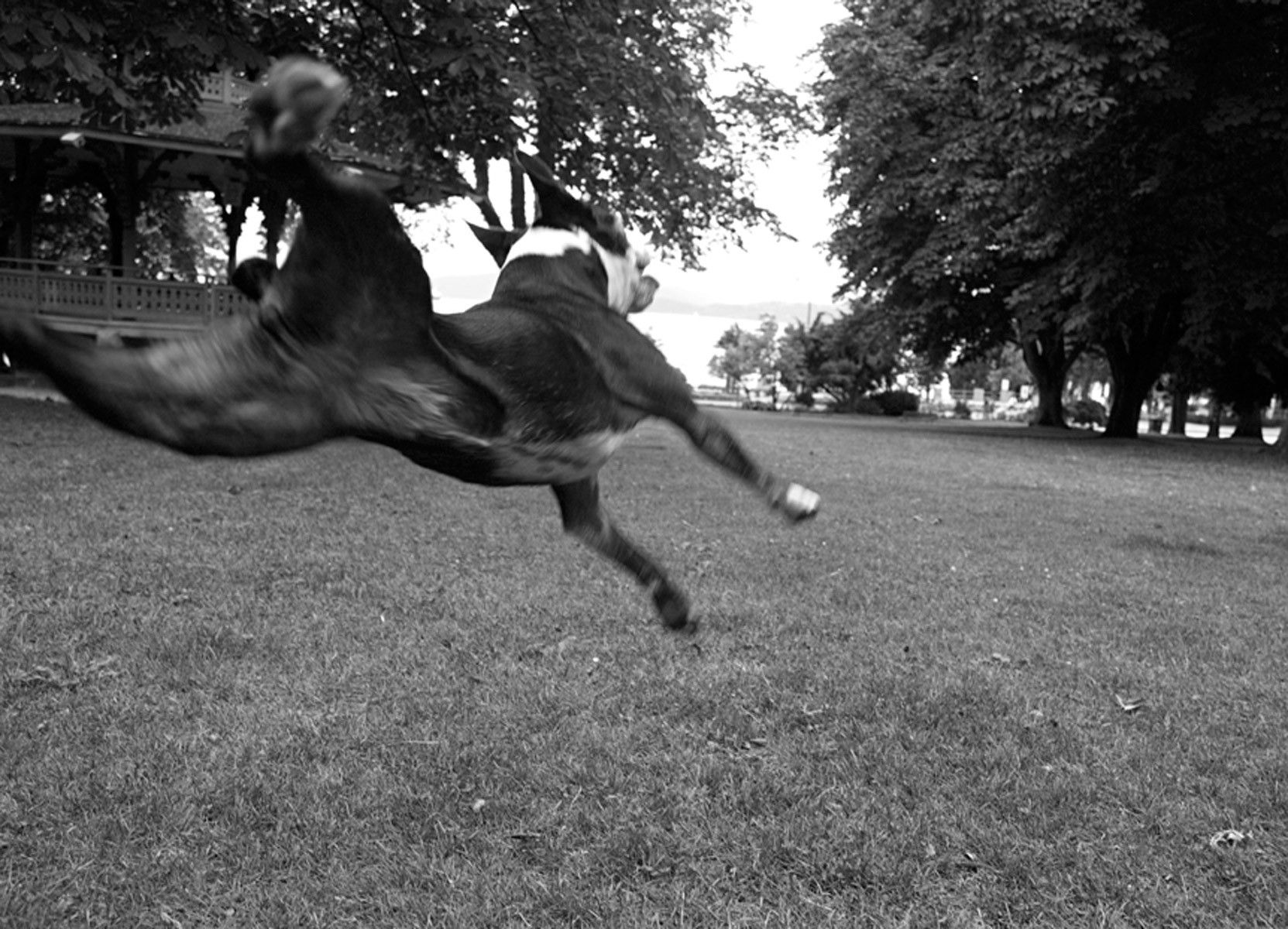 1bostonterrier_leaping191_bw