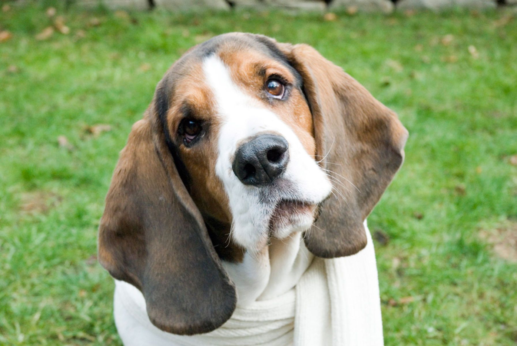 1bassett_hound112_color