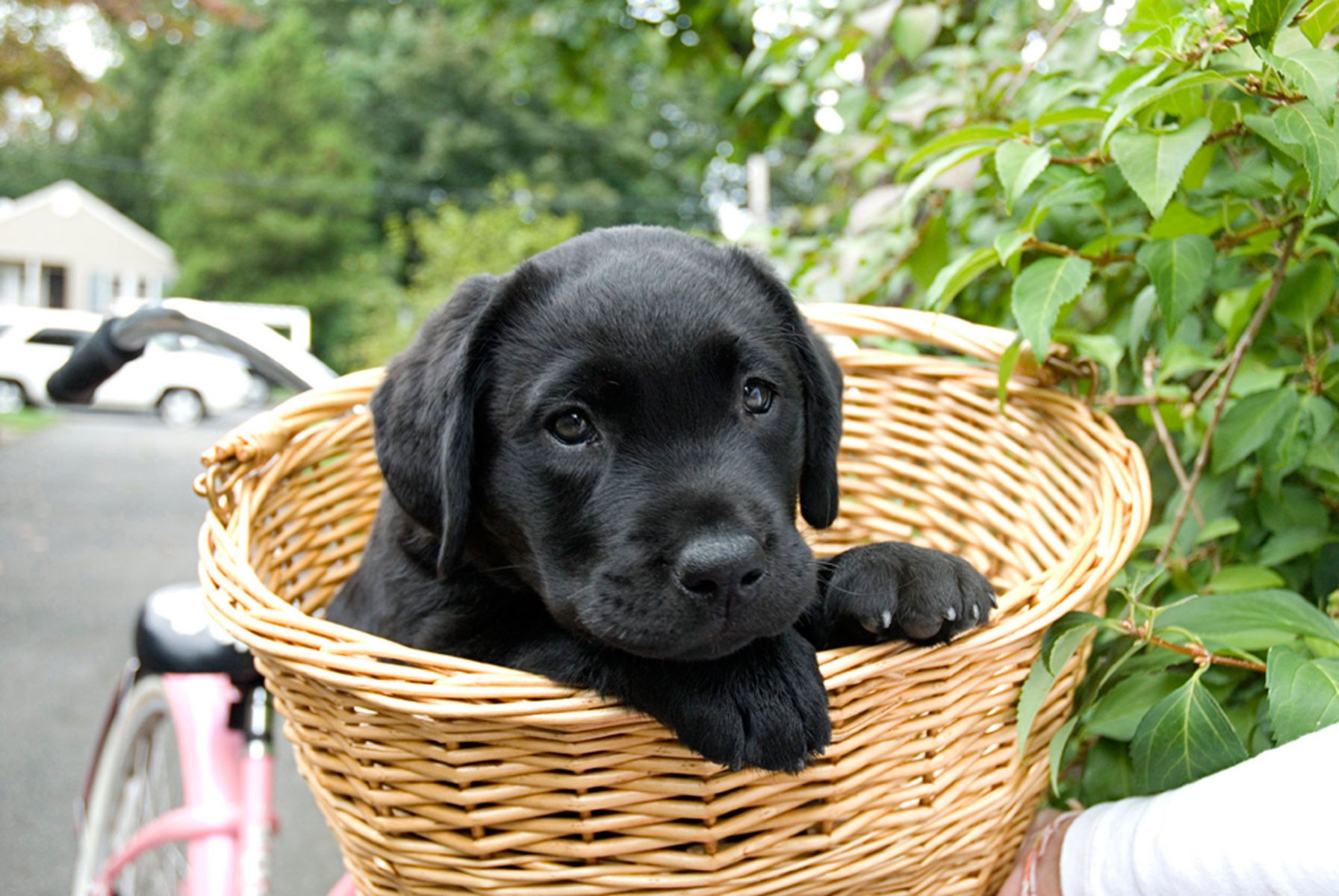 1blacklabpuppy_basket45_color