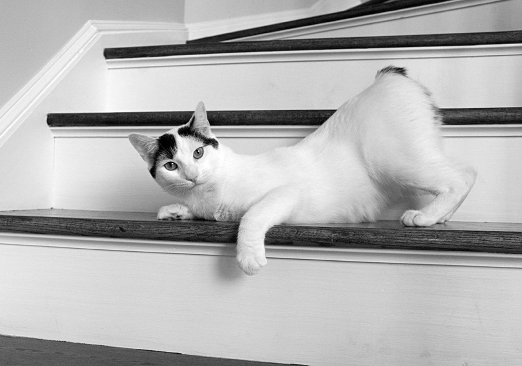 1blackwhitecat156_bw