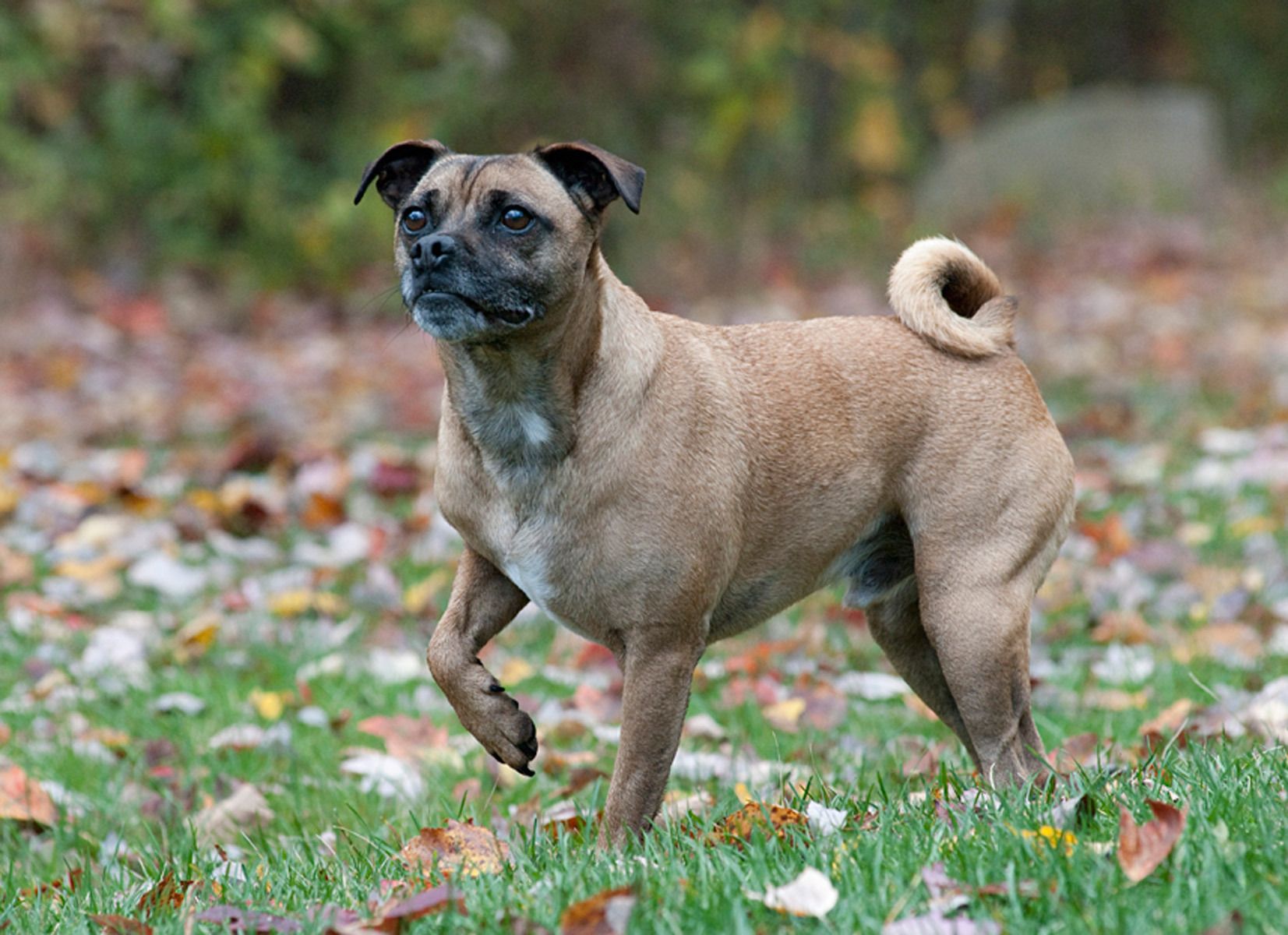 1jackrussell_pugmix286