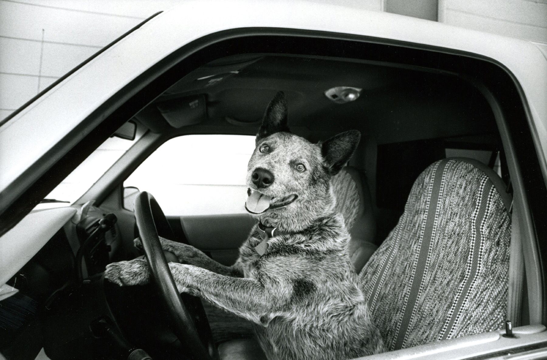 1australiancattledog_drivingcar
