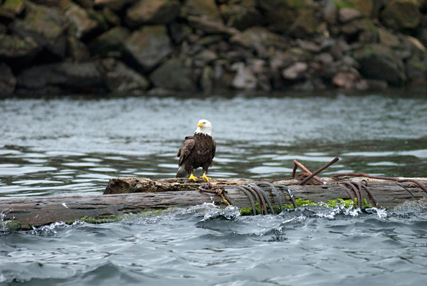 1baldeagle_alaska104