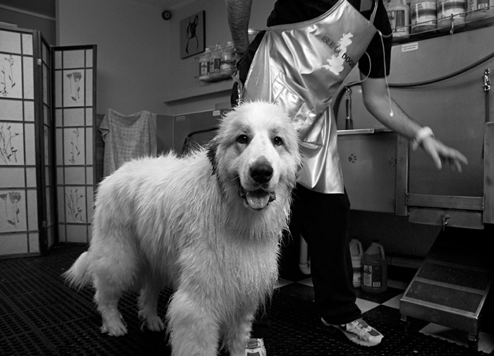 1greatpyrenees_dogwash766_bw