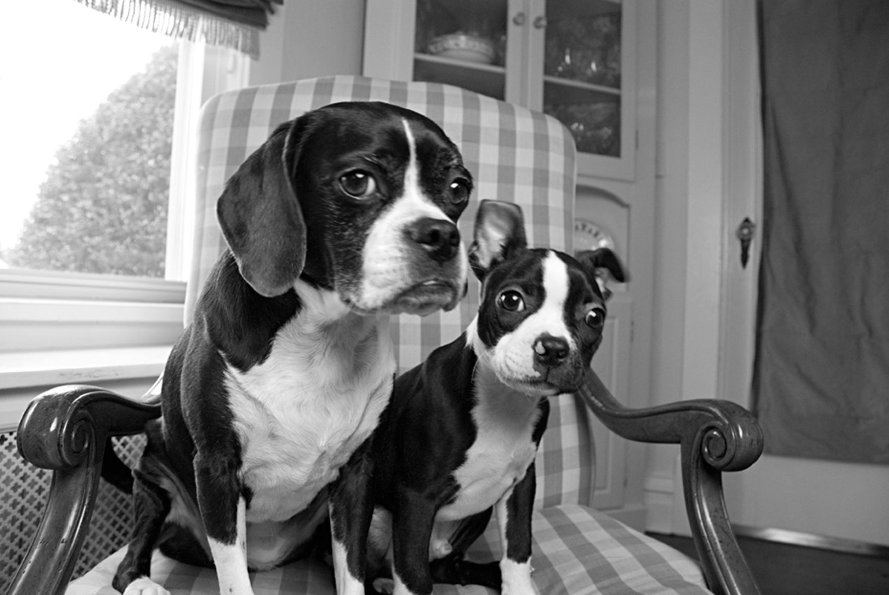 1puggle_bostonterrier84_bw