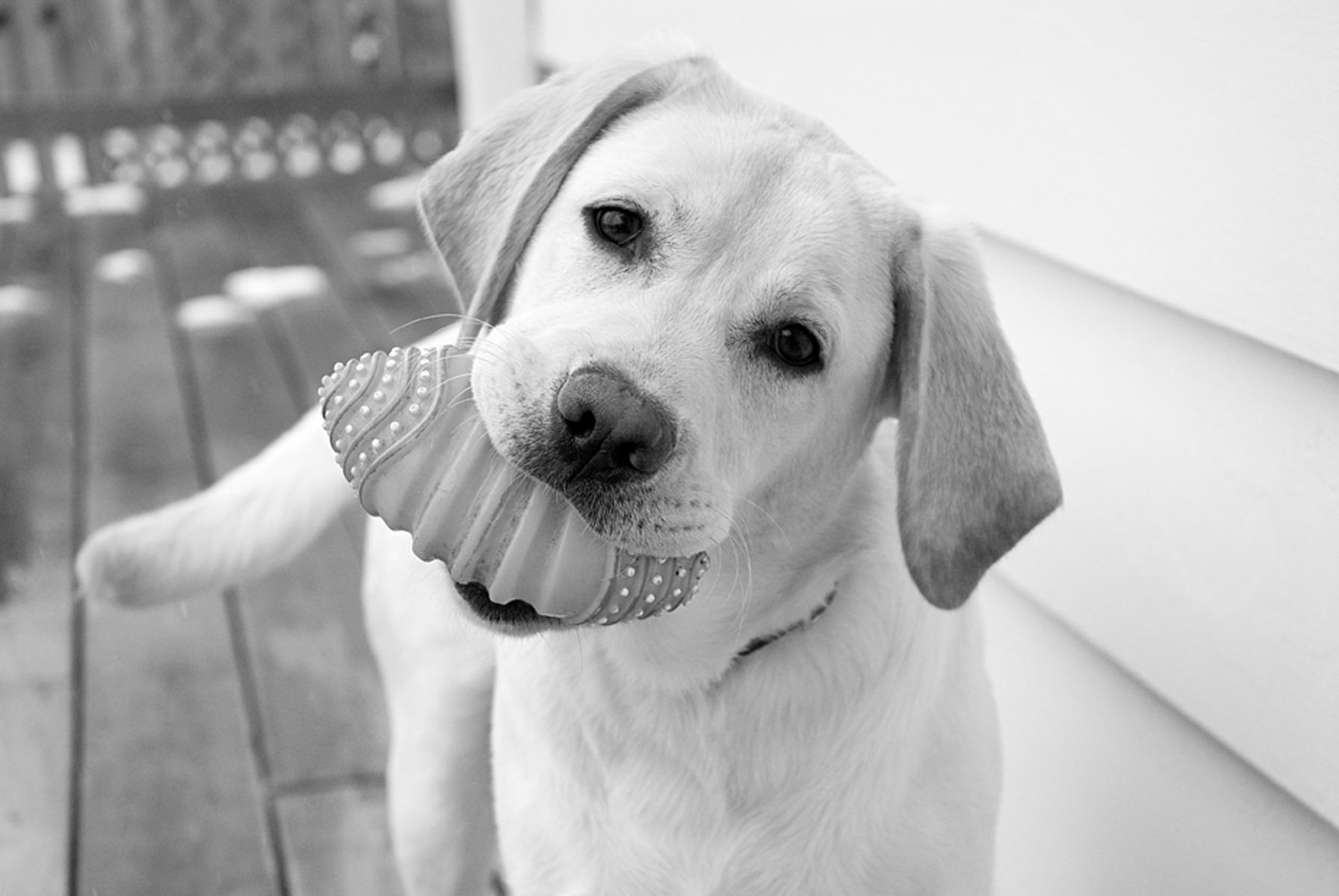 1yellowlab_football72_bw