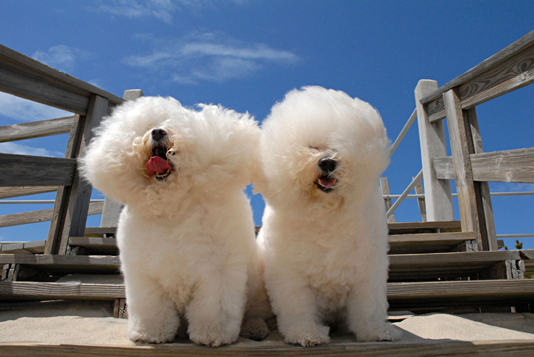 1bichons18_color