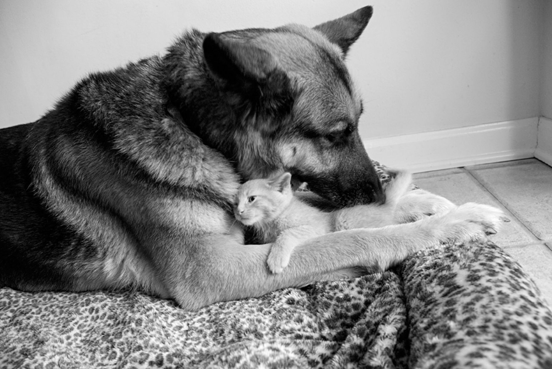 1germanshepherd_kitten9