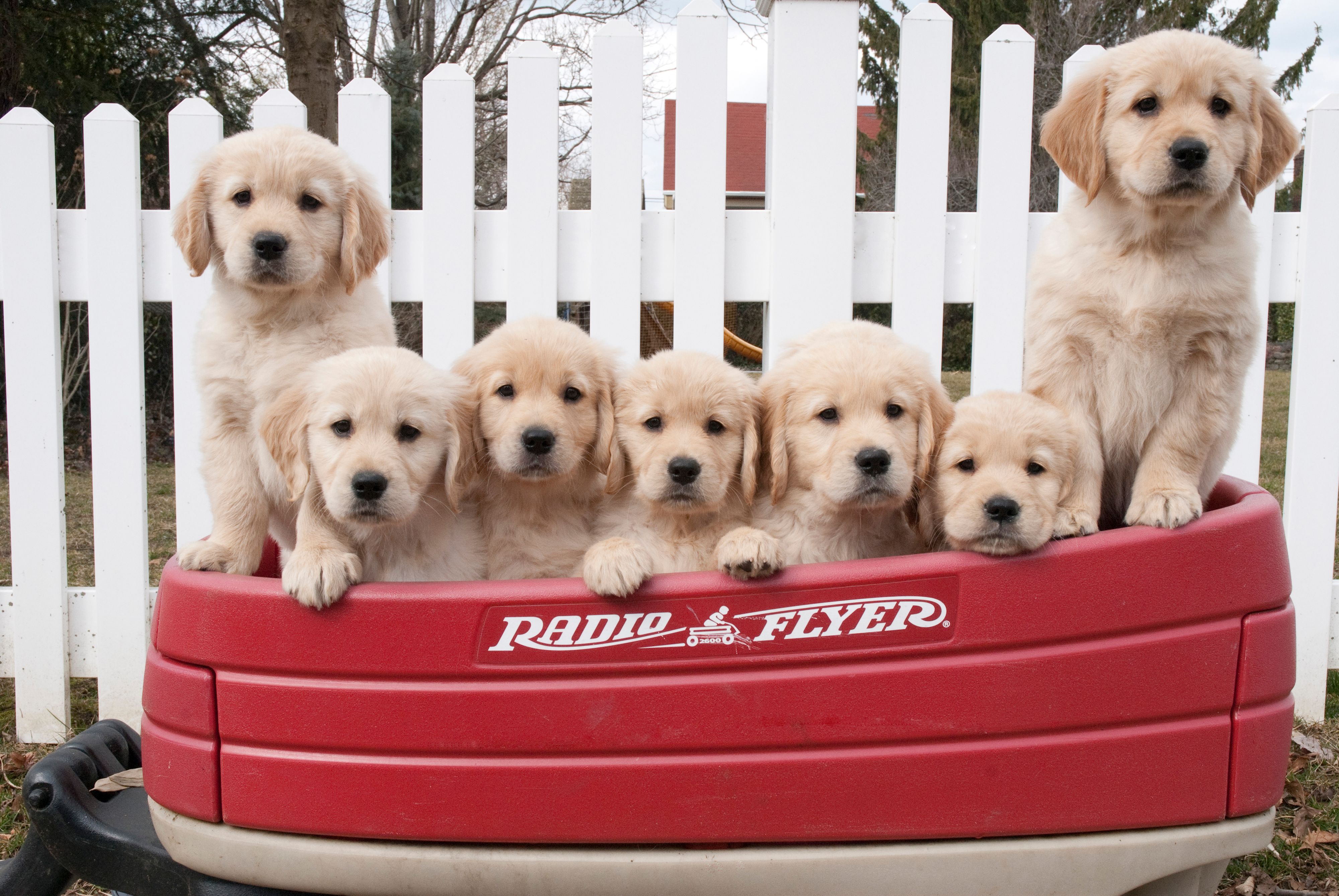 GoldenPuppies10_KL.jpg