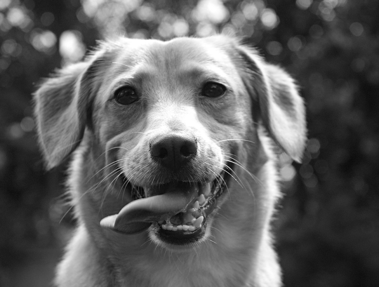 1jackrussellmix46_bw