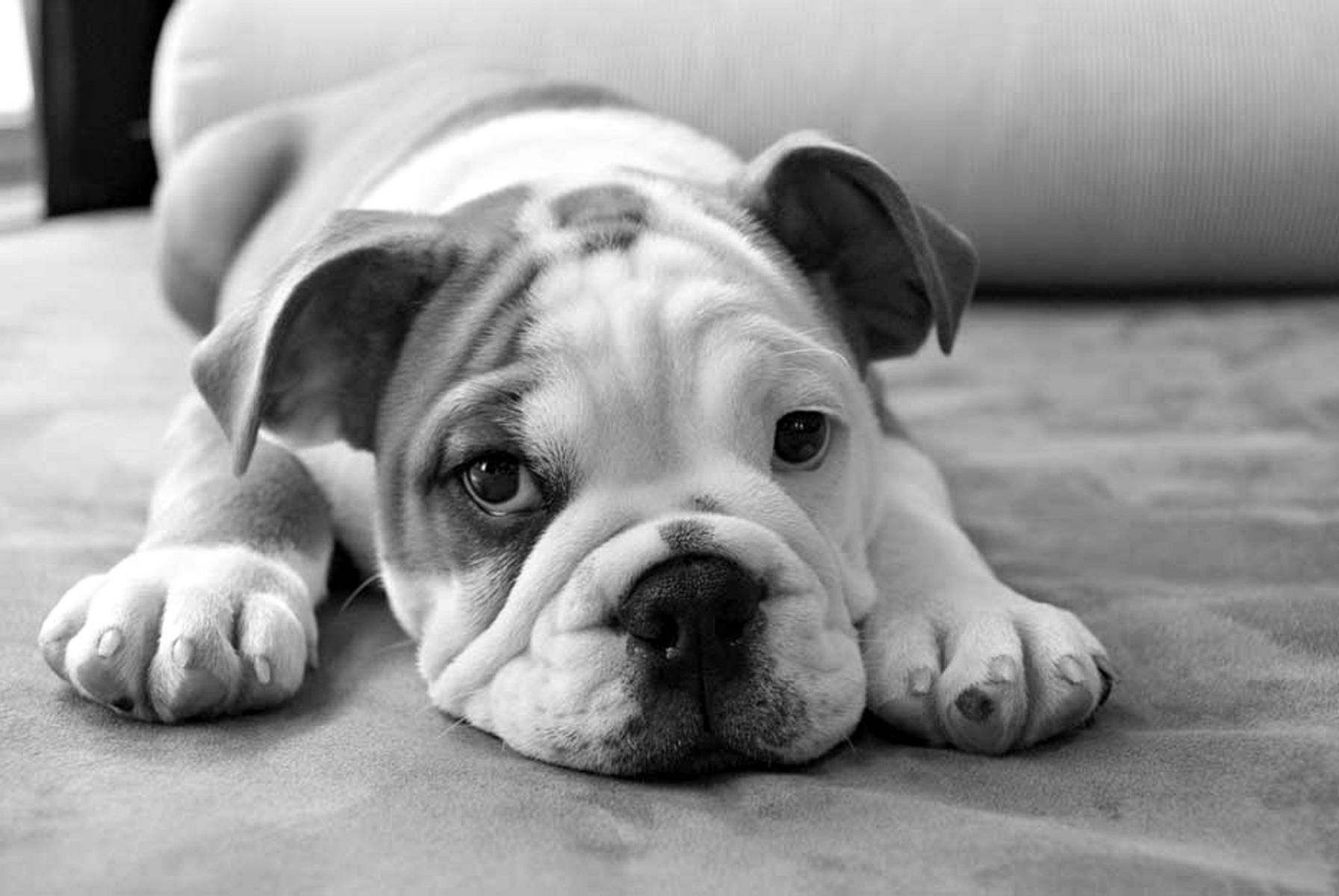 1bulldogpuppy16_bwlow