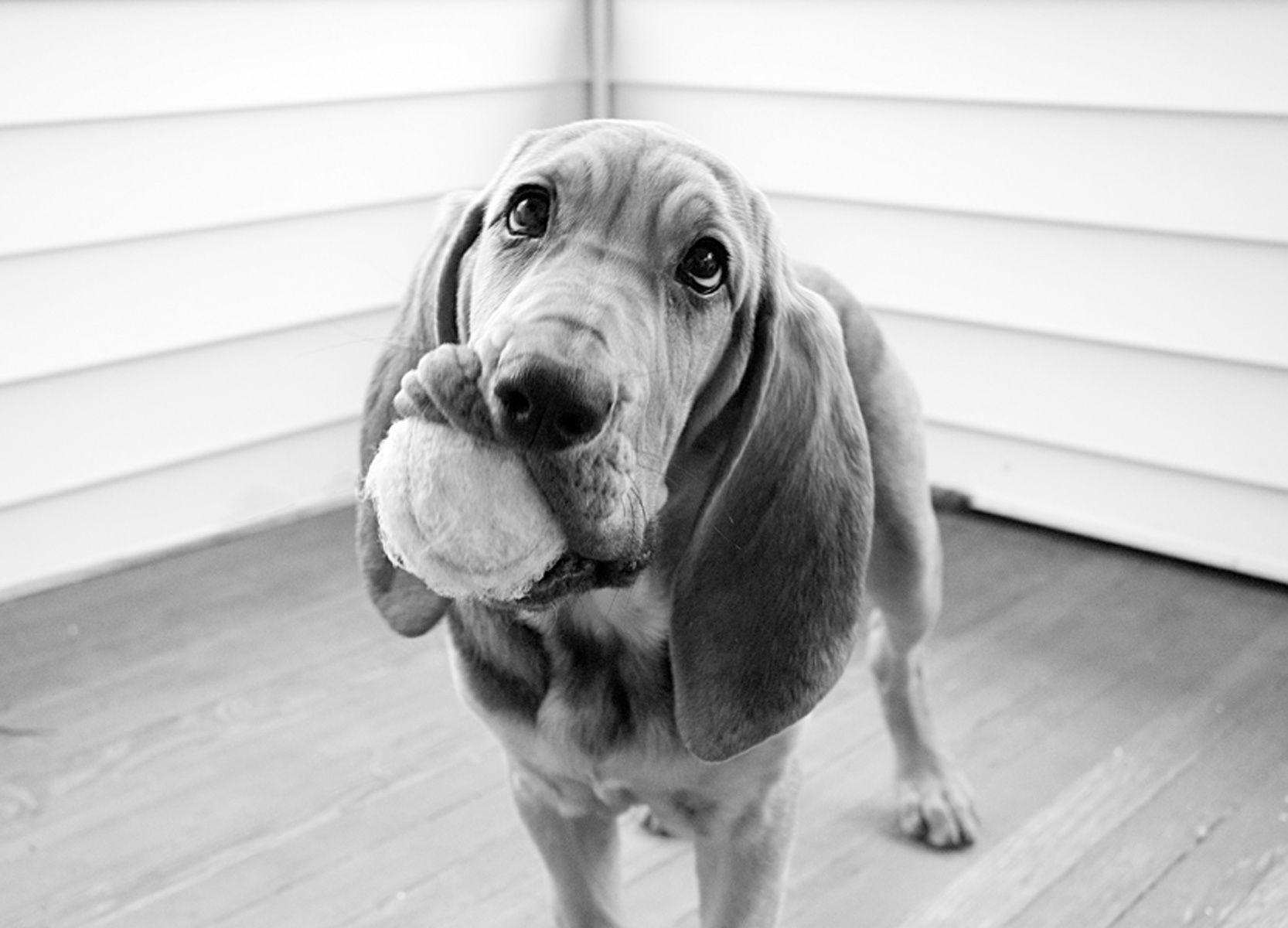 1bloodhound_ball86_bw