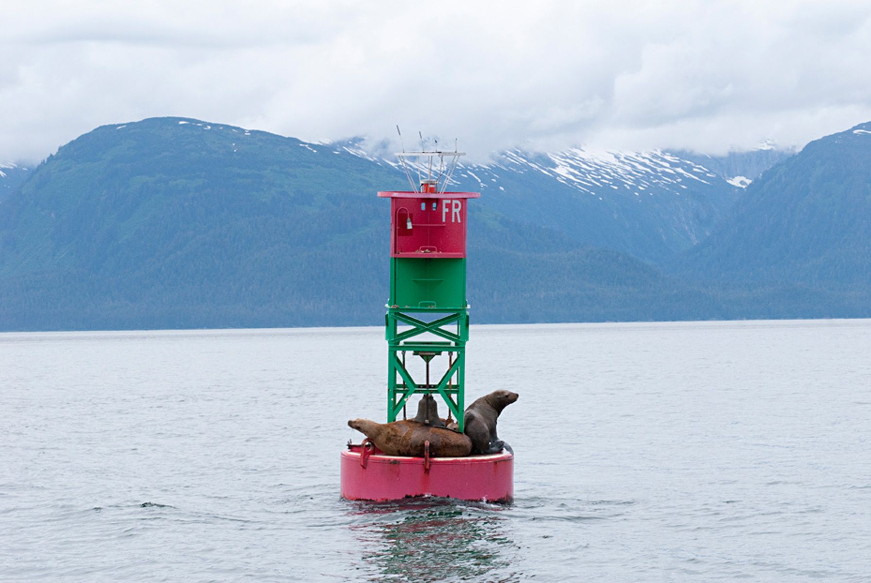 1sealions_juneau714