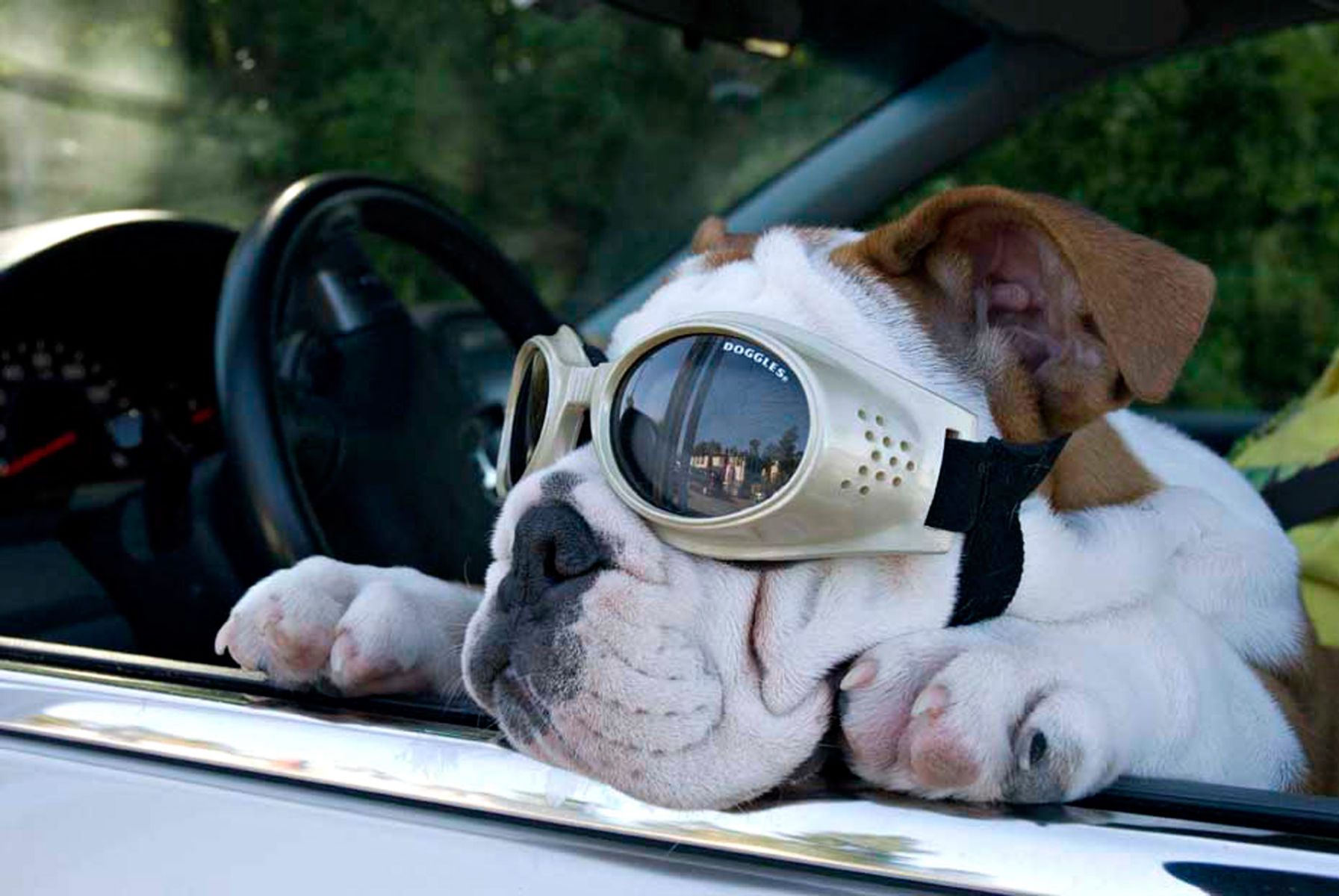 1bulldogpuppy_car158_colorlow