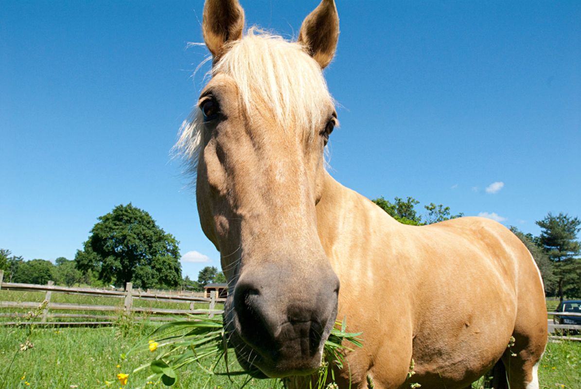 1horse_eatinggrass10