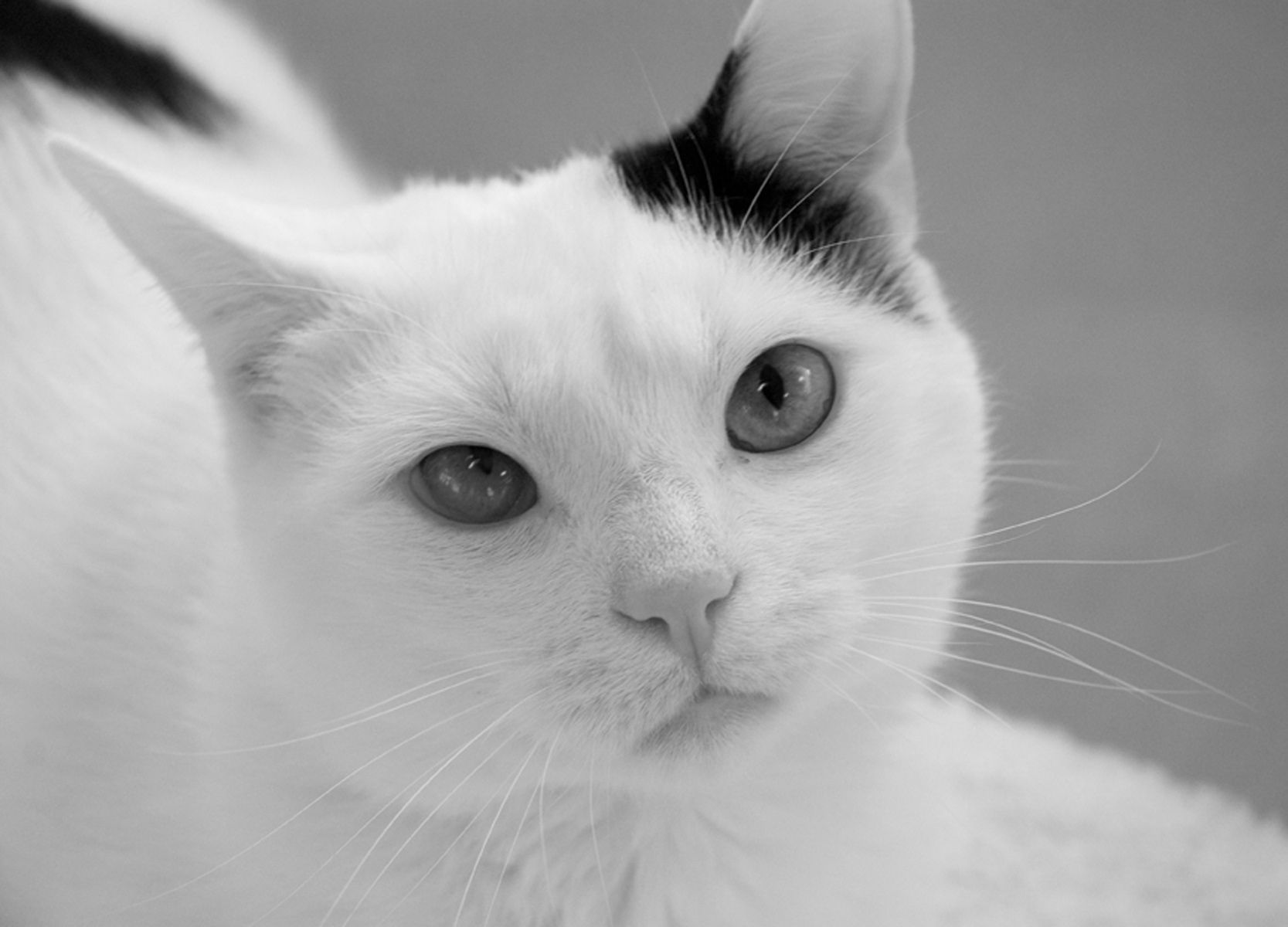 1white_cat120_bw