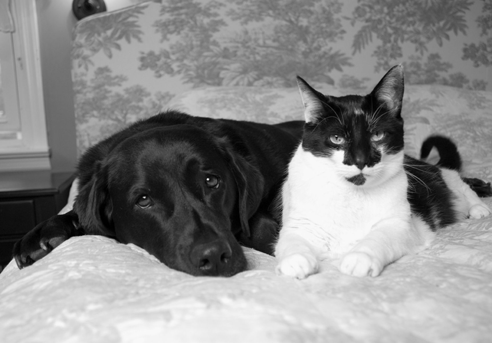 1blacklab_tuxedocat59_bw