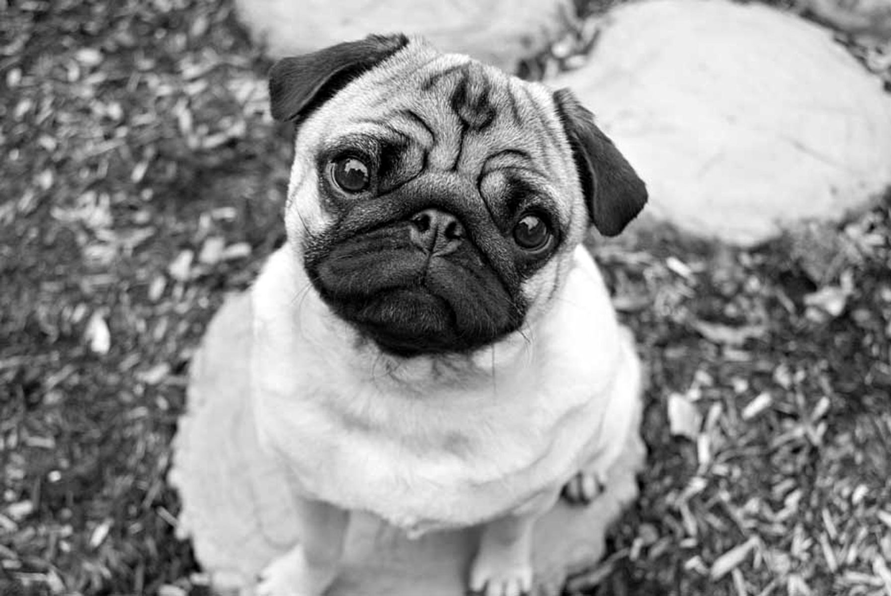 1pug38_bwlow