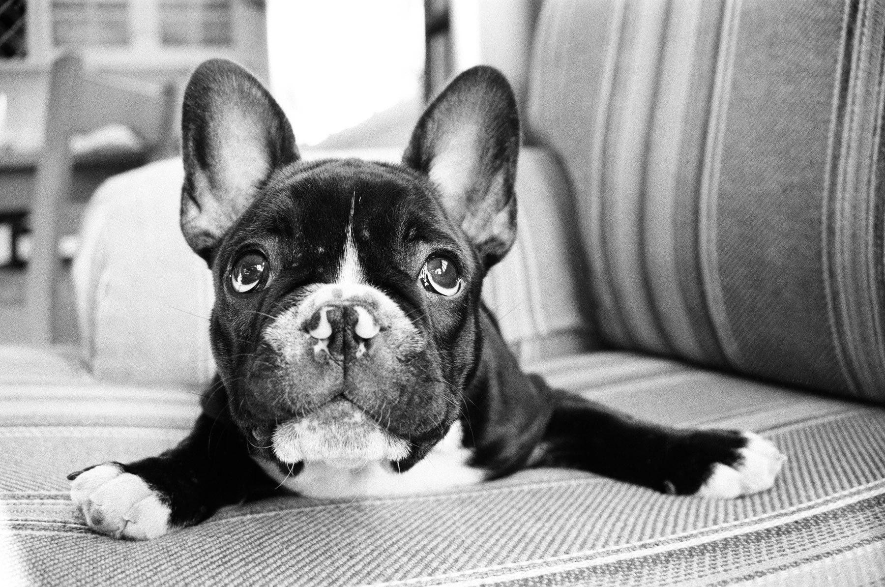 1frenchbulldog_puppy