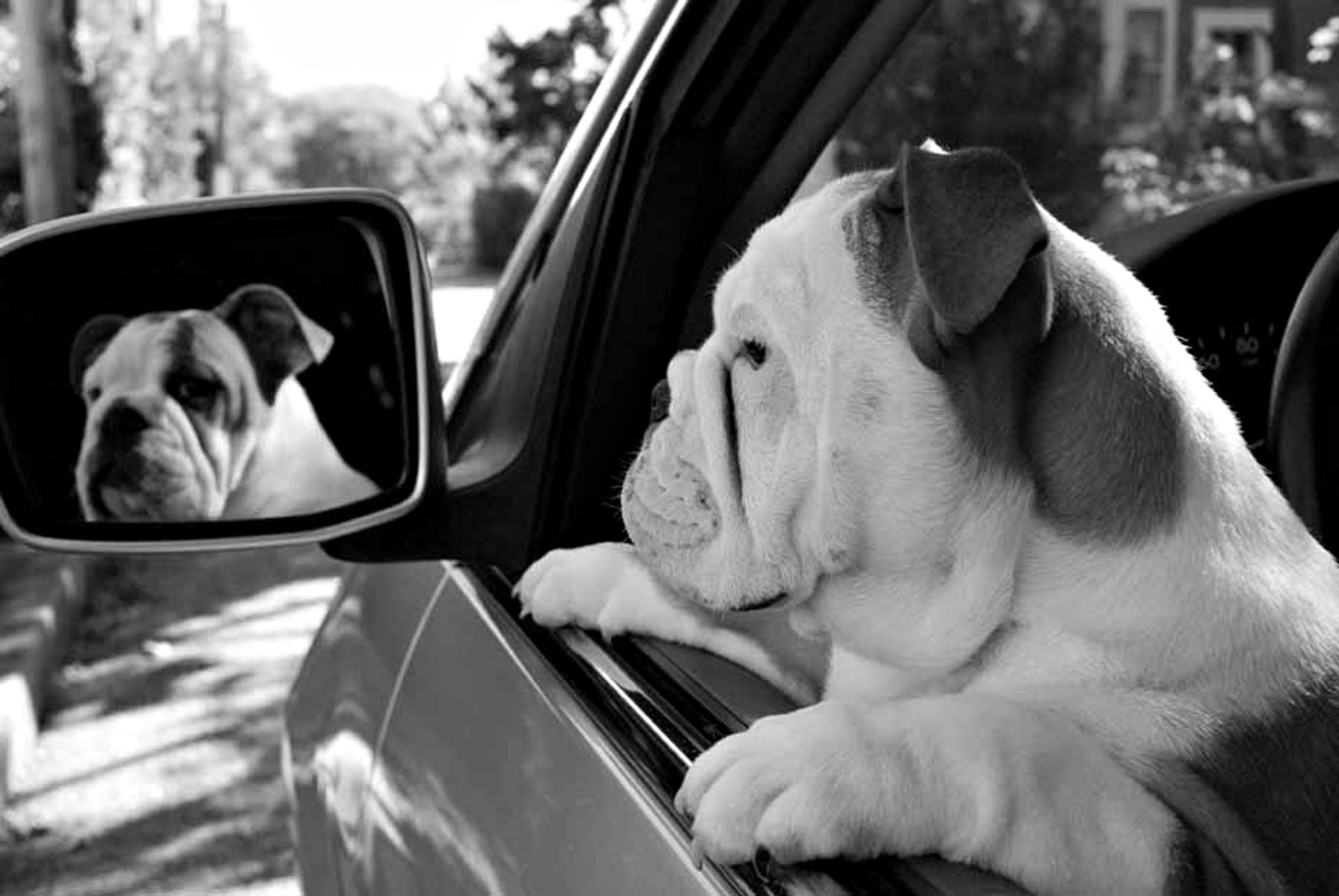 1bulldogpuppy_mirror174_bwlow