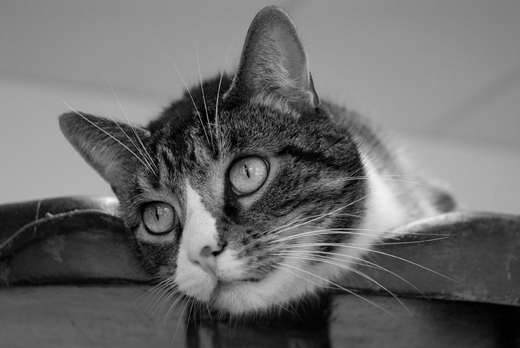 1tabby_cat35_bw