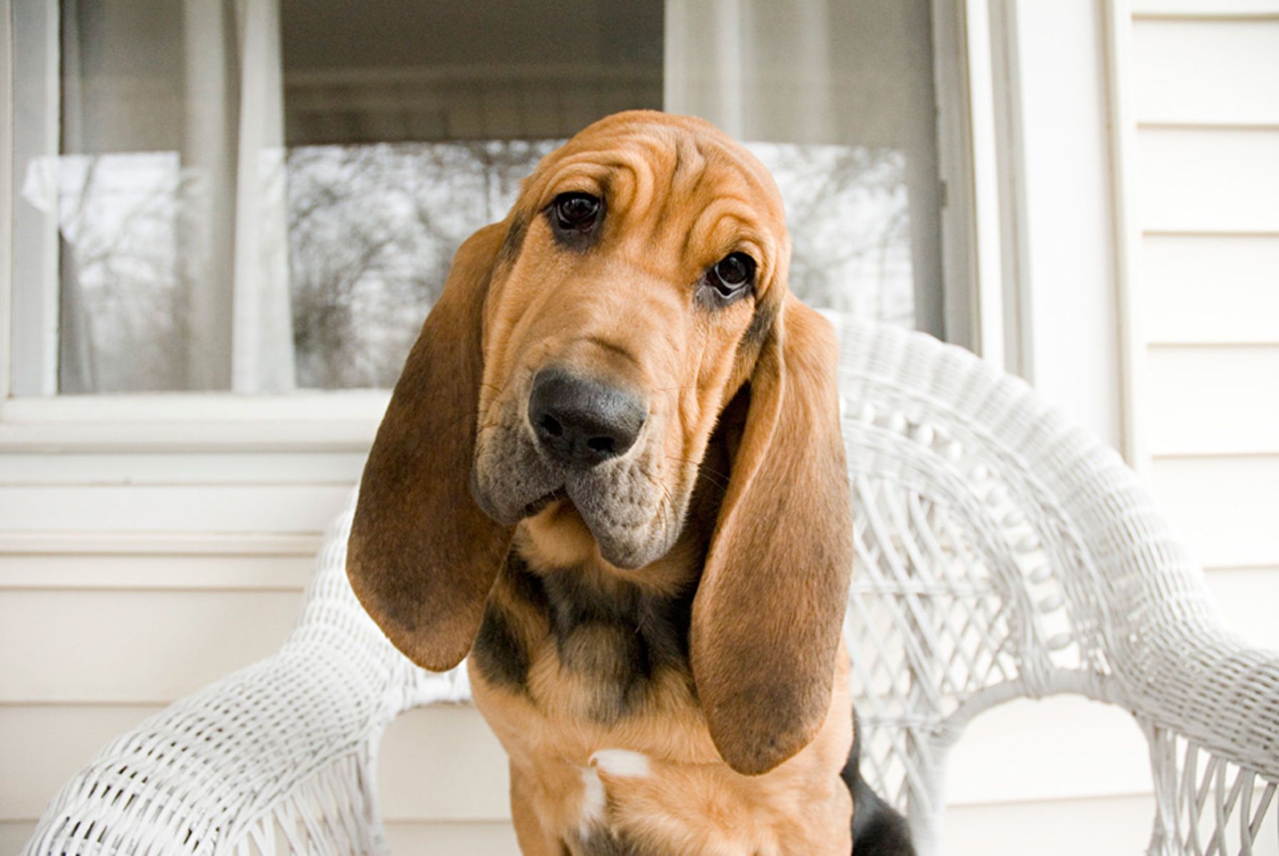 1bloodhound_puppy2