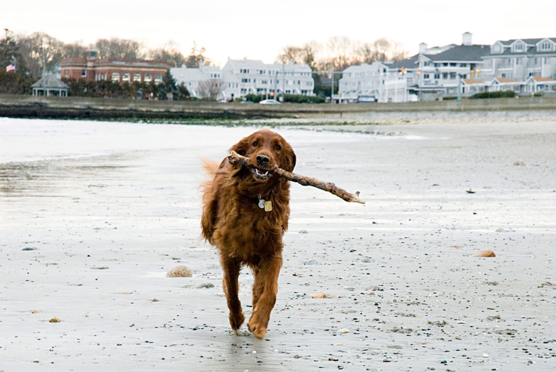 1irishsetter_runningstick89