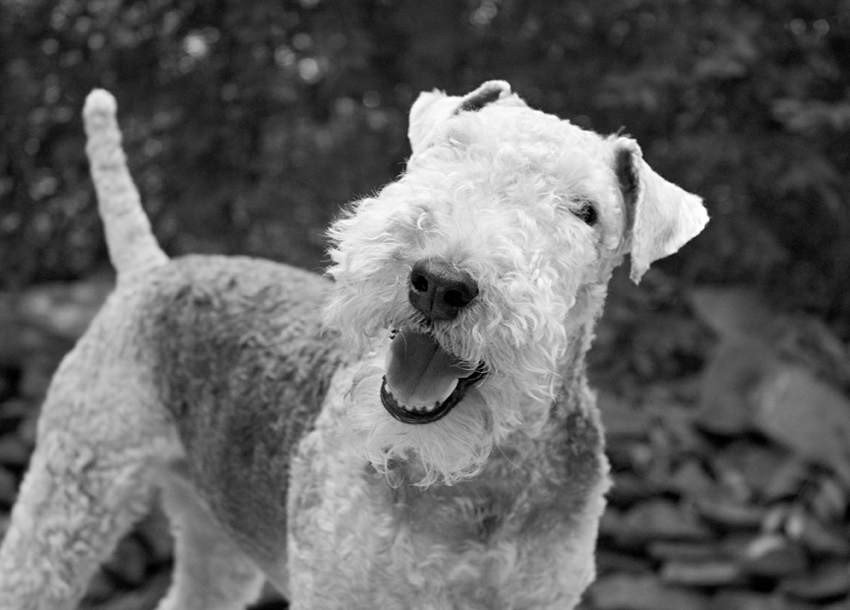 1foxterrier_118bw
