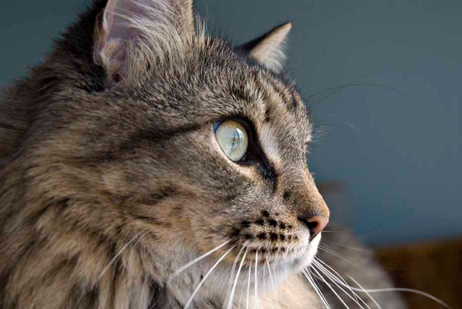 1tabbycat_profile152_colorlow