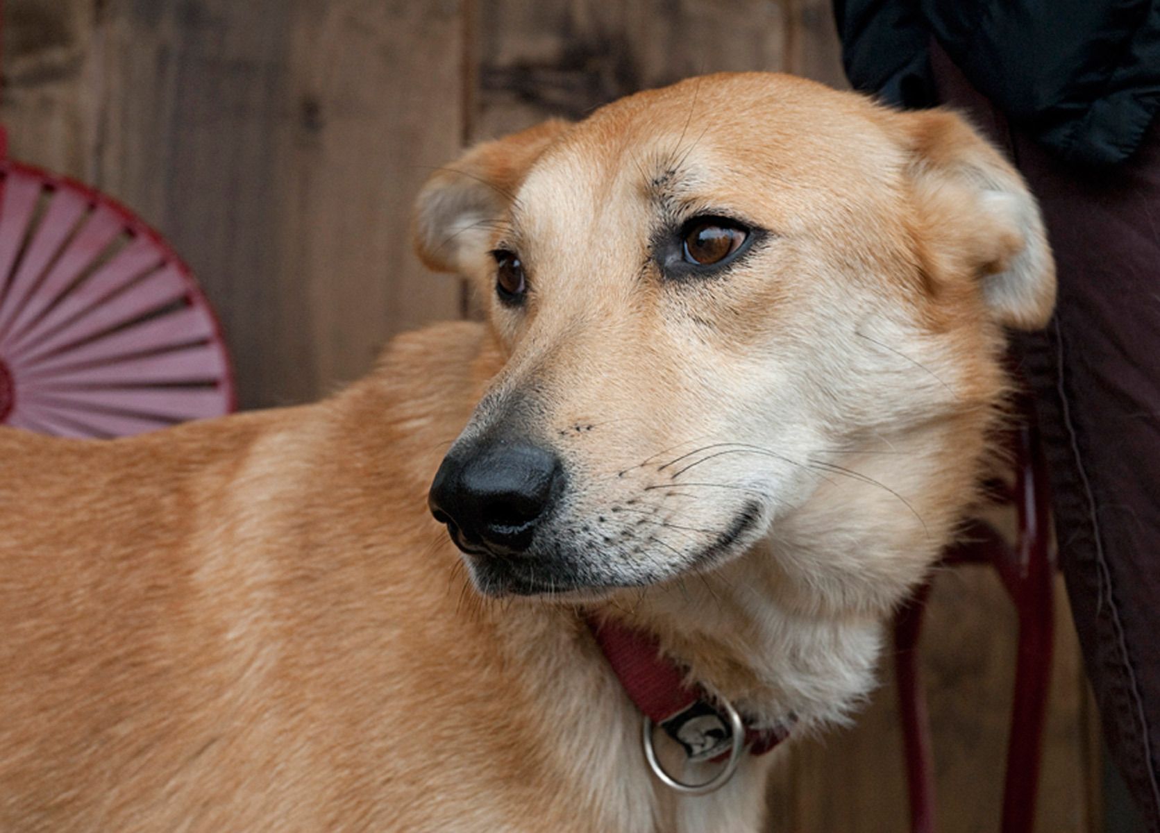 1dog_talkeetnaalaska62_1