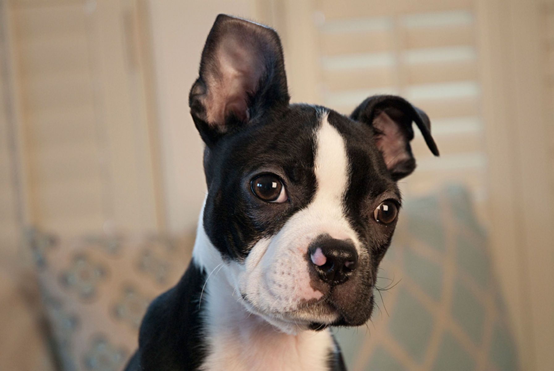1bostonterrierpuppy50