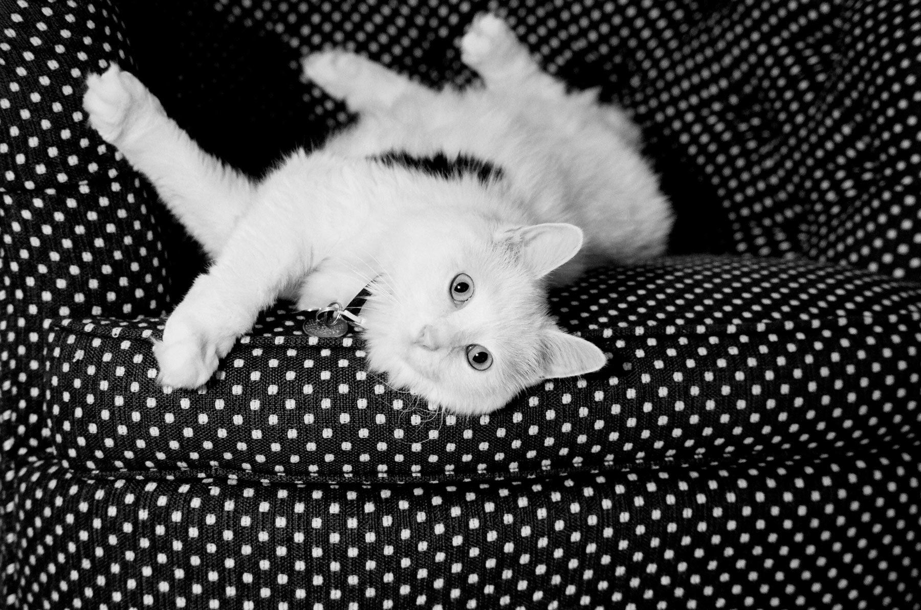 1cat_polkadotsofa