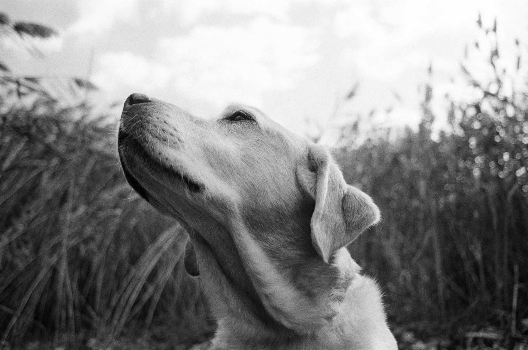 1yellowlabrador_profile
