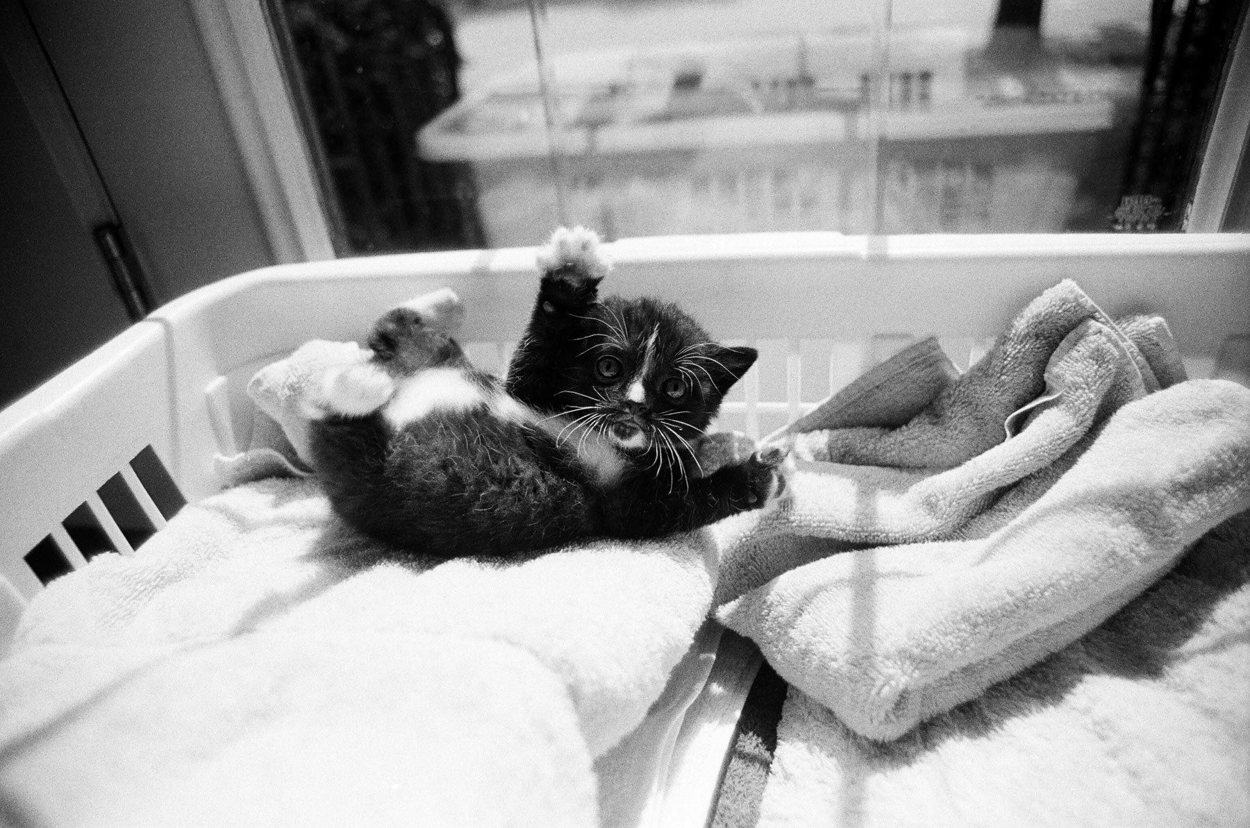 1kitten_laundry