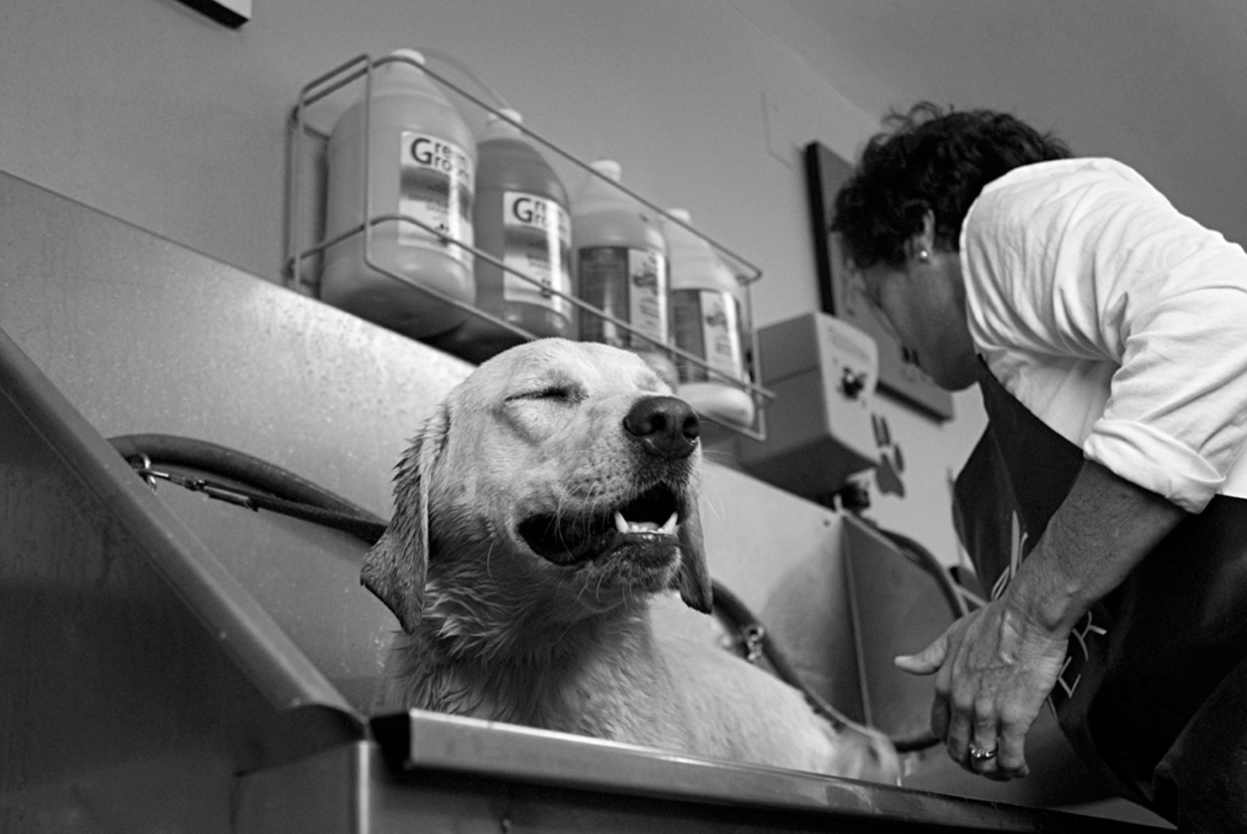 1yellowlabrador_dogwash353_bw