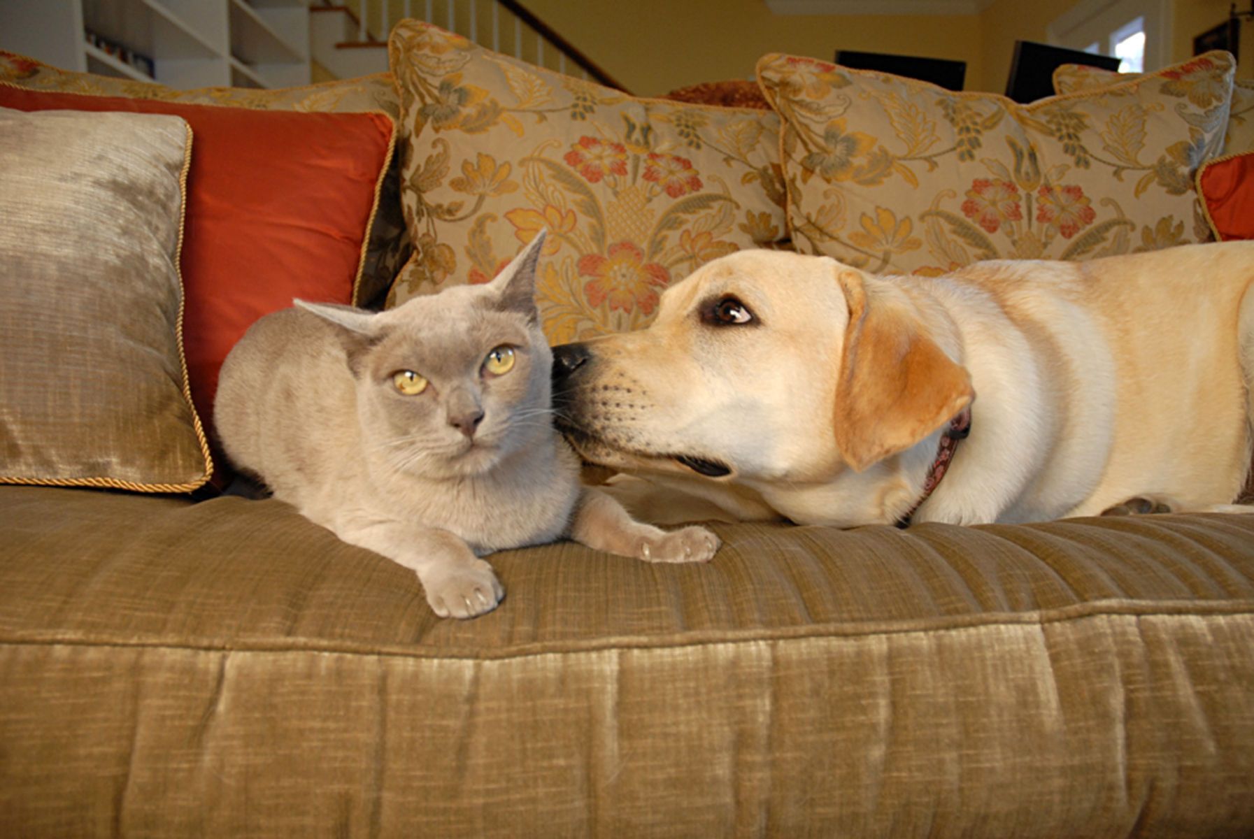 1cat_yellowlab147