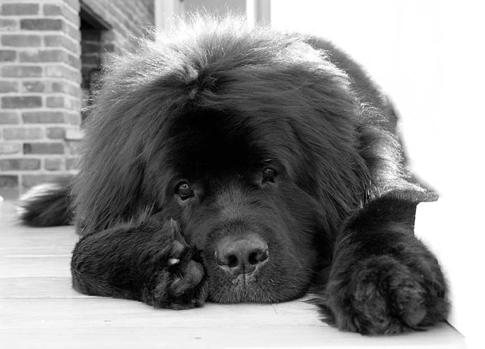 1newfoundland117_bwlow