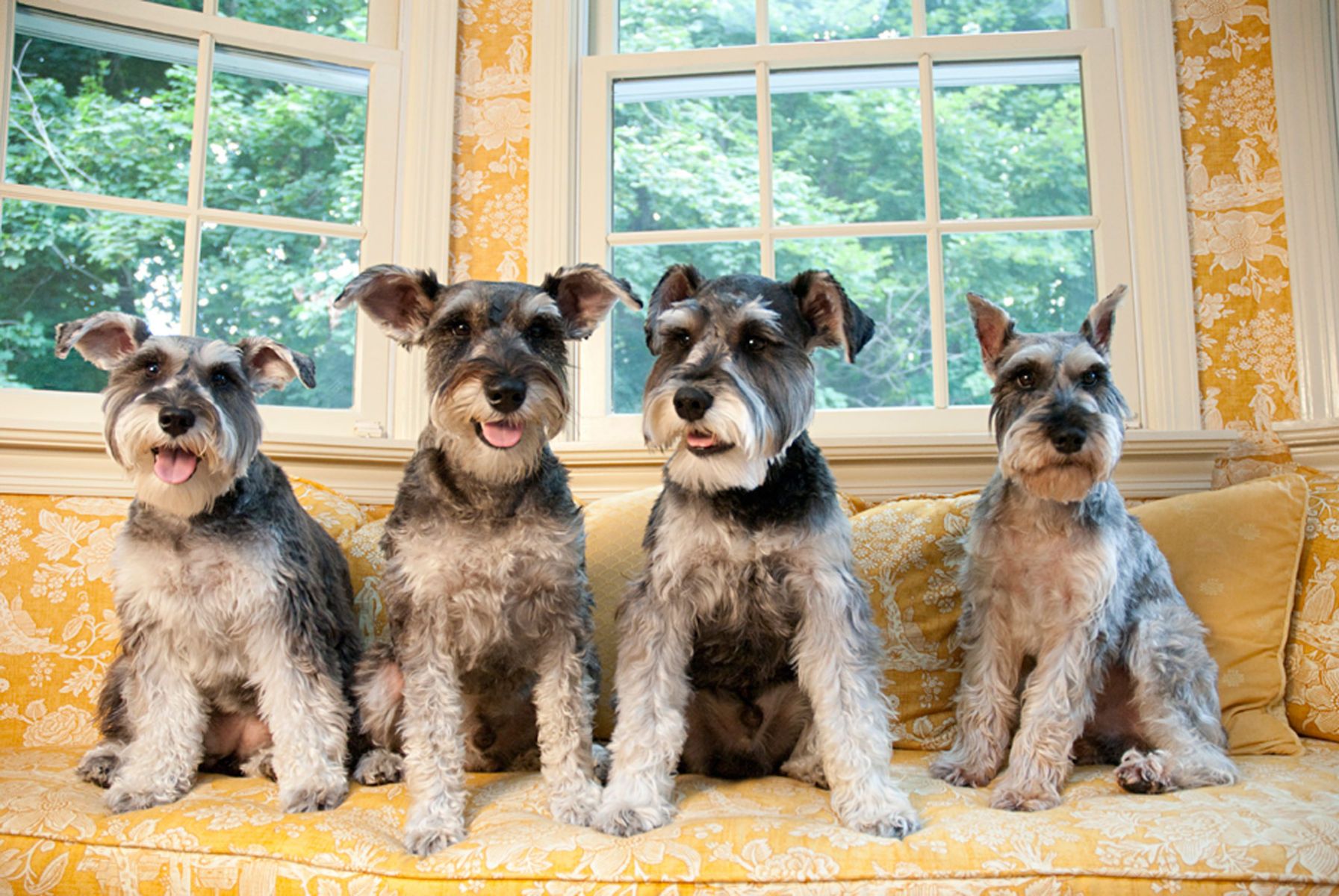 1schnauzers143