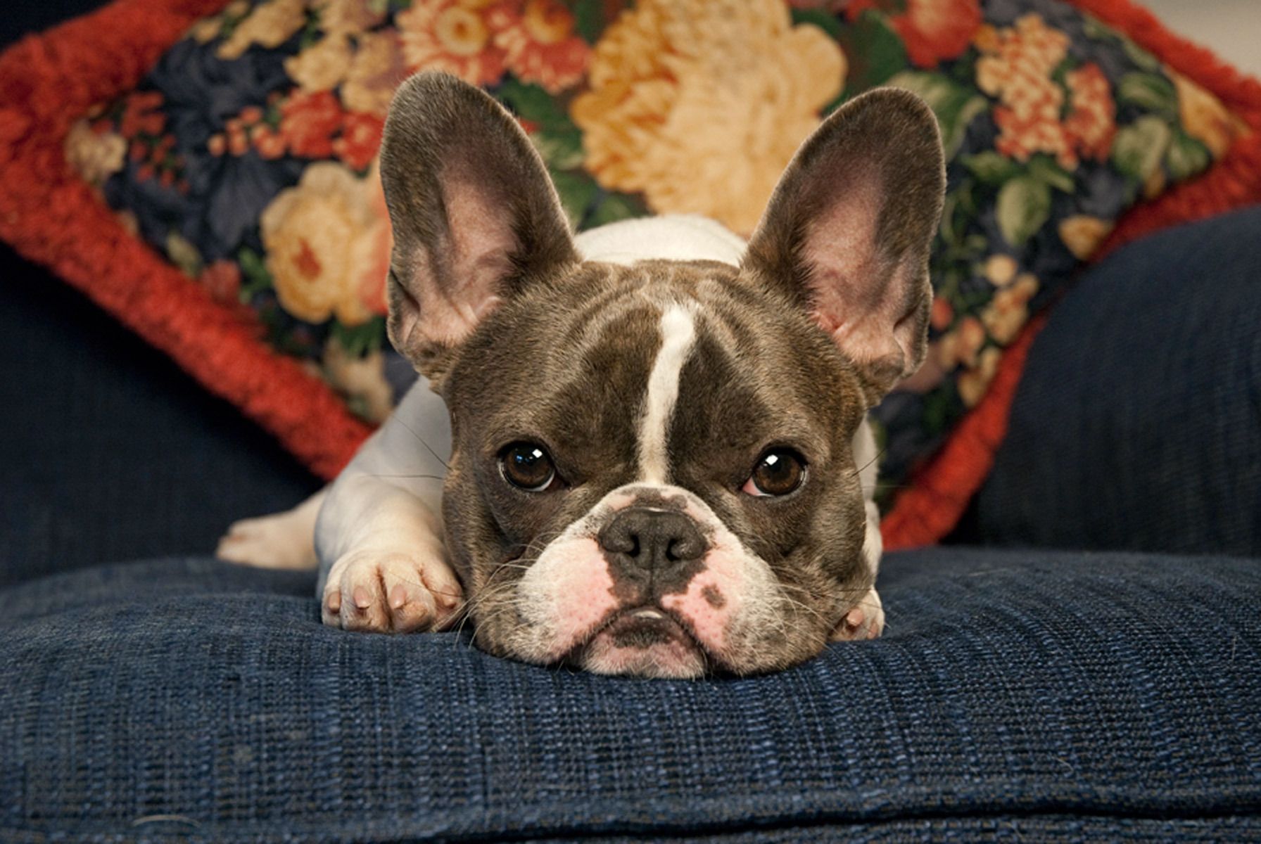 1frenchbulldogpuppy90