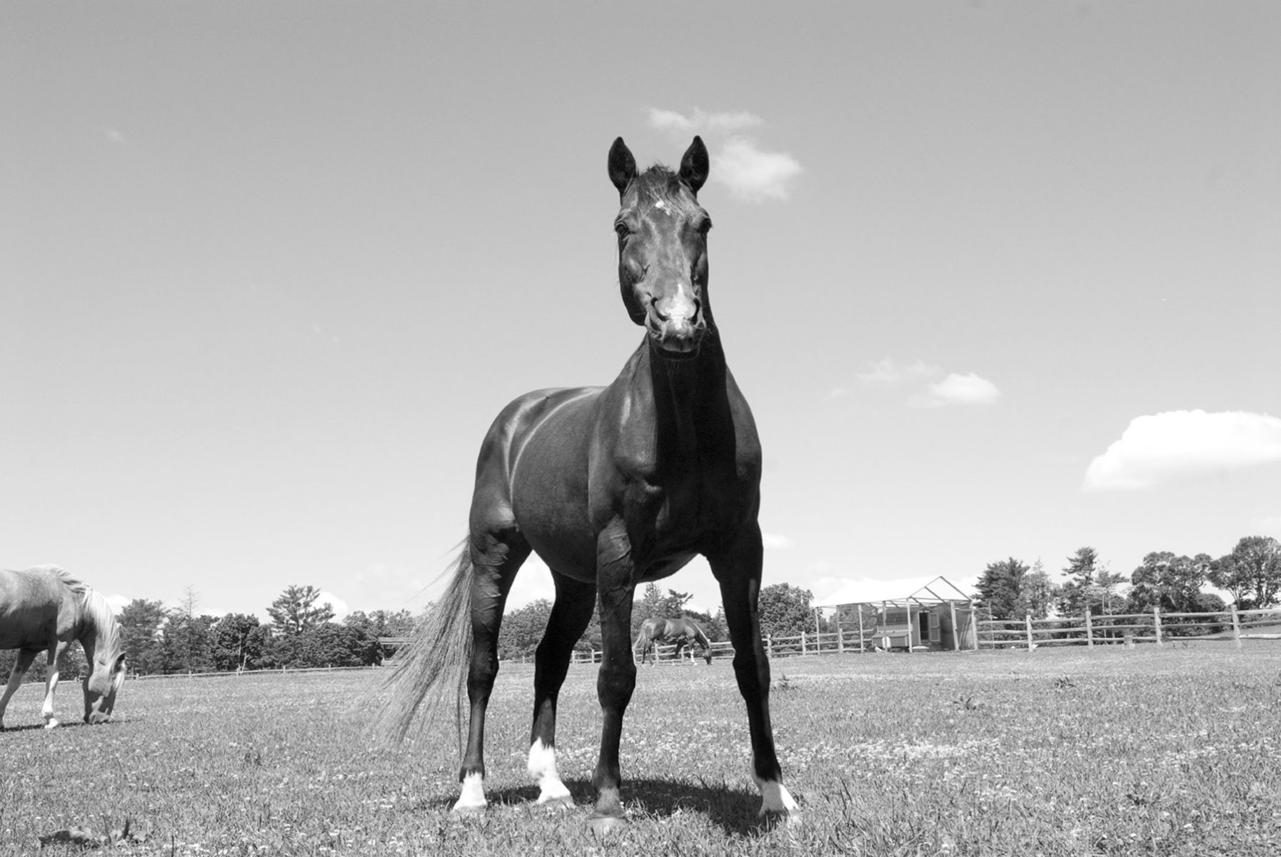 1horse_mambo79_bw