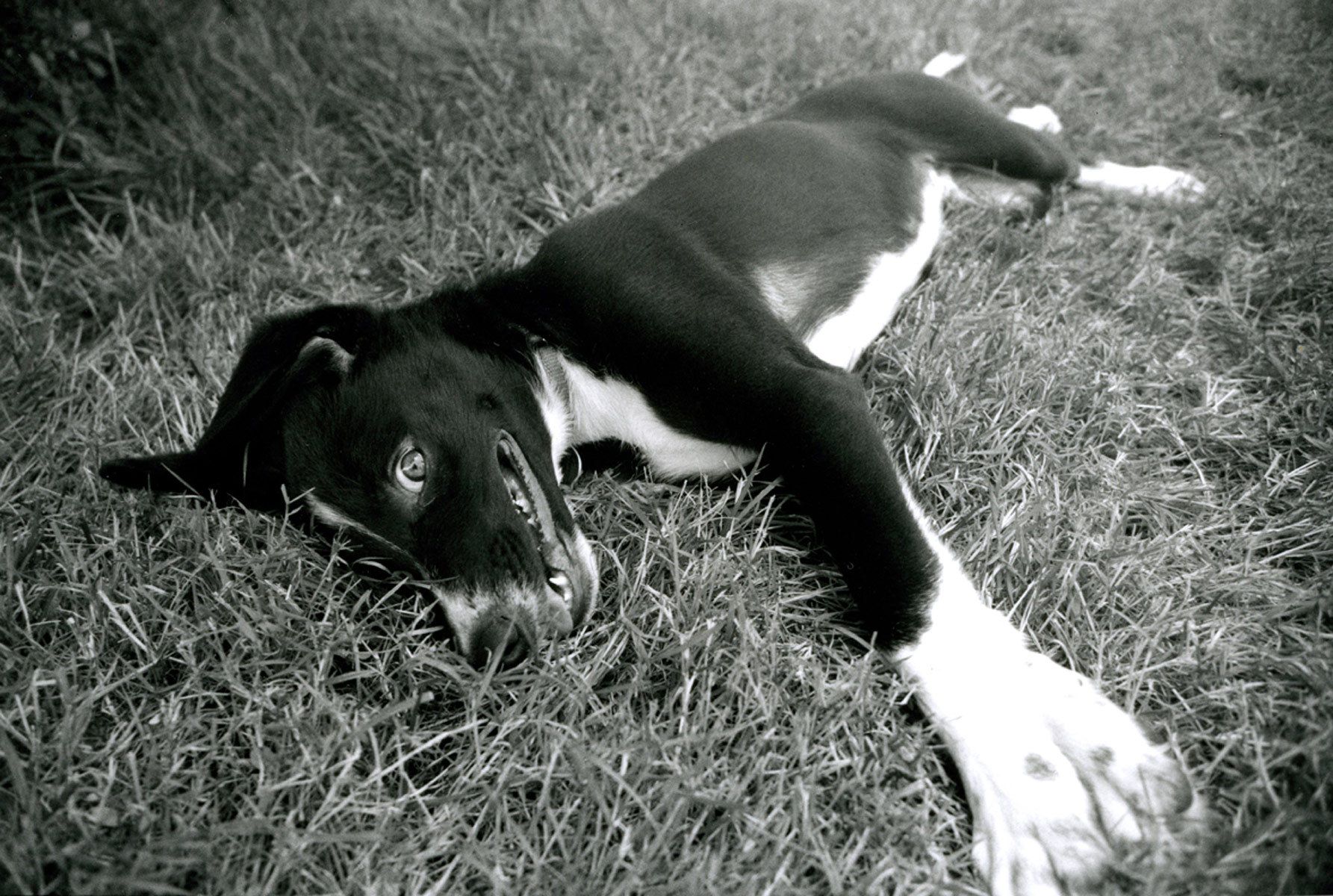 1bordercollie_grinning