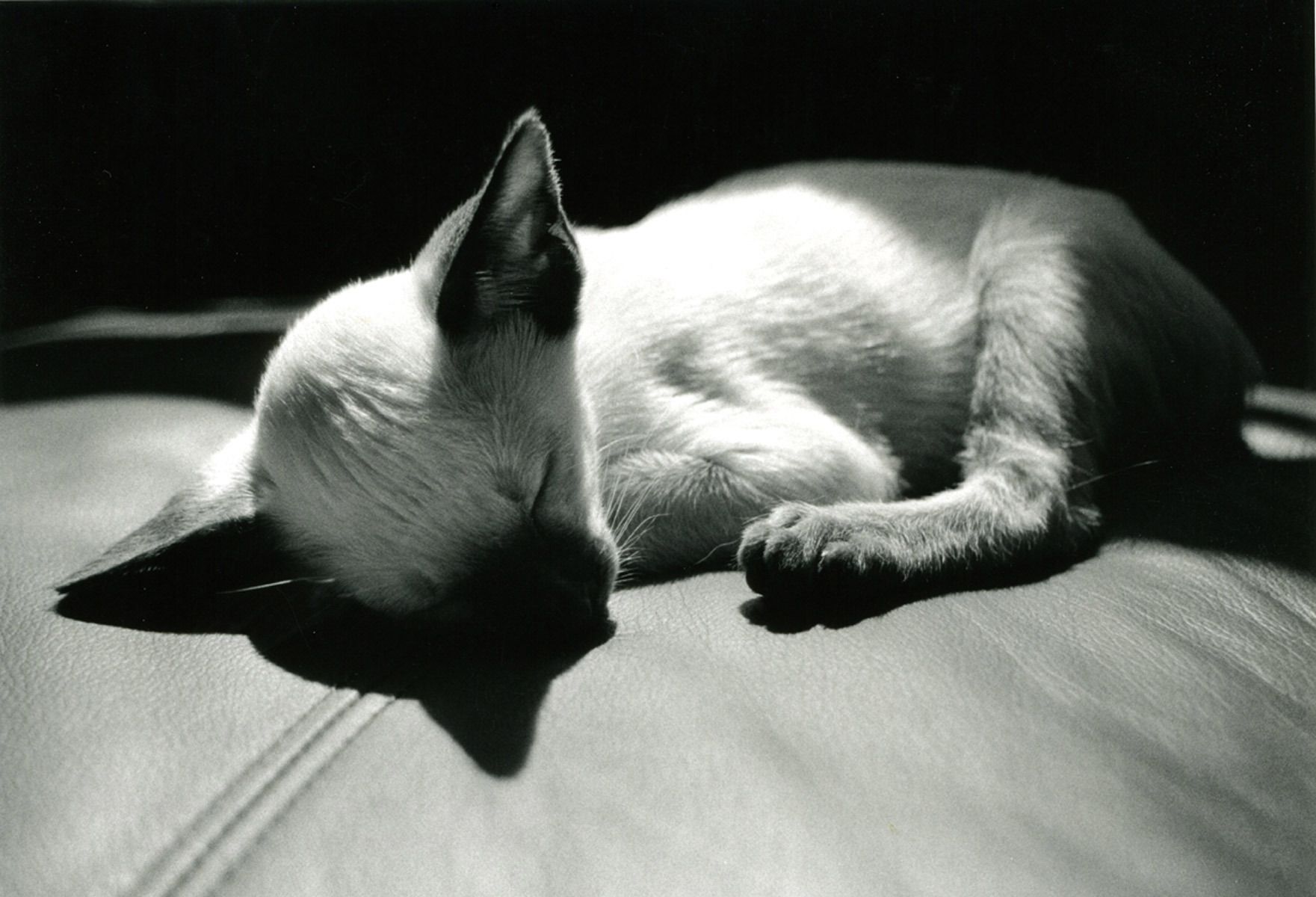 1siamesekitten_sleeping