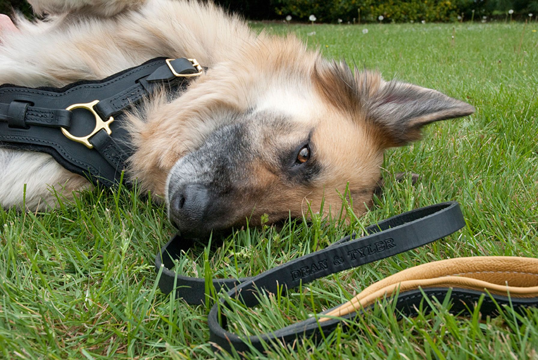 1germanshapherd_dean_tylercollar160