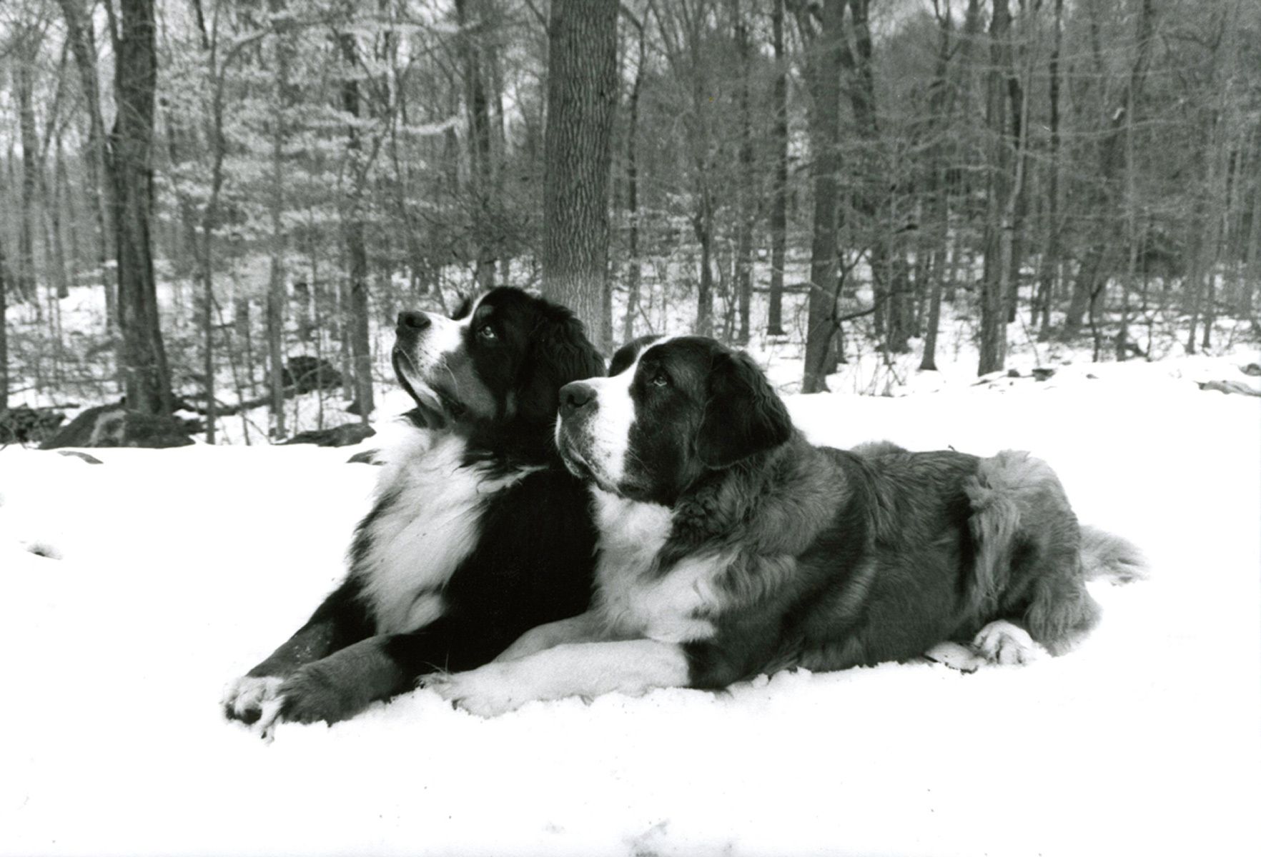 1bernesemountaindog_stbernard_snow