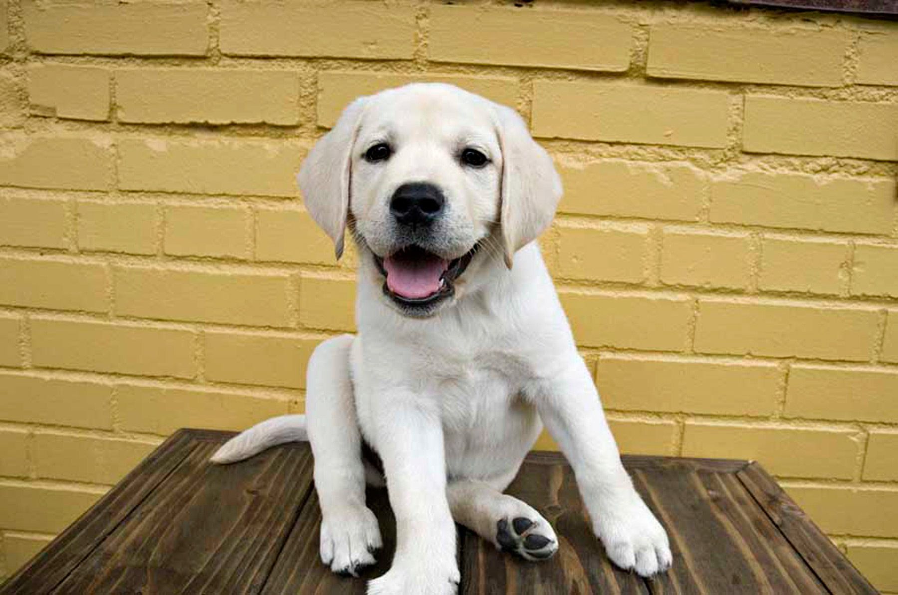 1yellowlabradorpuppy76_colorlow
